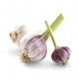 Knoblauch, frisch, eigener Anbau