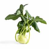 Kohlrabi, eigener Anbau