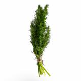 Dill, eigener Anbau