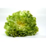 Salat Endivie, eigener Anbau