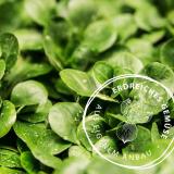 Feldsalat, eigener Anbau