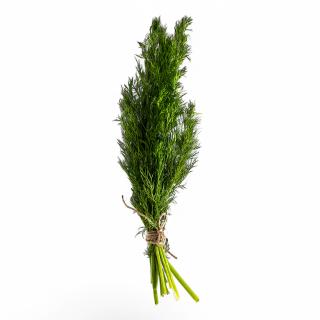 Dill, eigener Anbau