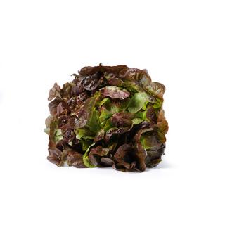 Salat, Crispy, rot, eigener Anbau