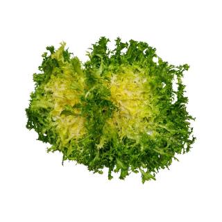 Frisee Endiviensalat, eigener Anbau