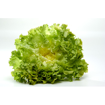 Salat Endivie
