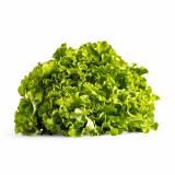 Salat, grün, eigener Anbau