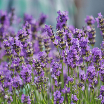 Lavendel, mehrjährig, JUNGPFLANZE