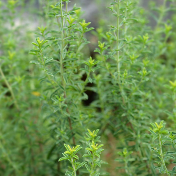 Bergbohnenkraut, mehrjährig, JUNGPFLANZE