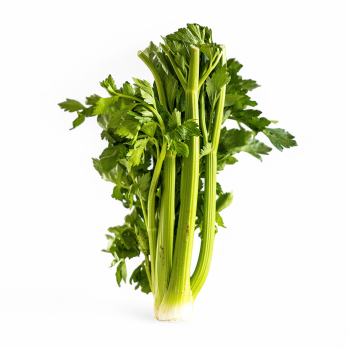 Staudensellerie, eigener Anbau