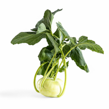 Kohlrabi