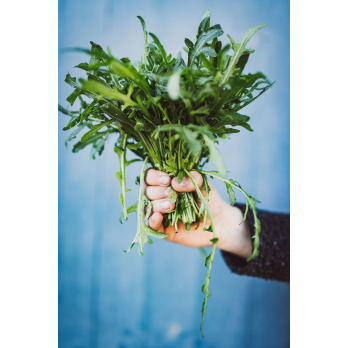 Rucola, eigener Anbau