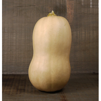 Kürbis Butternut, eigener Anbau