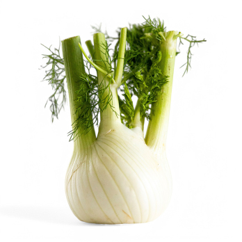 Fenchel, eigener Anbau