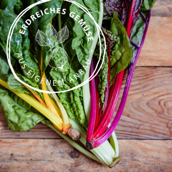 Mangold, eigener Anbau