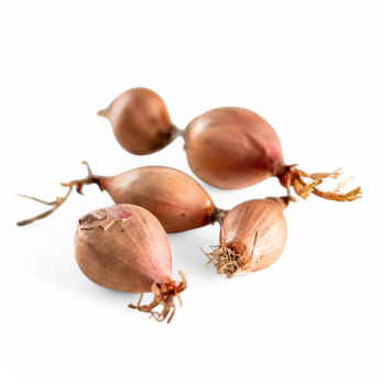 Schalotten